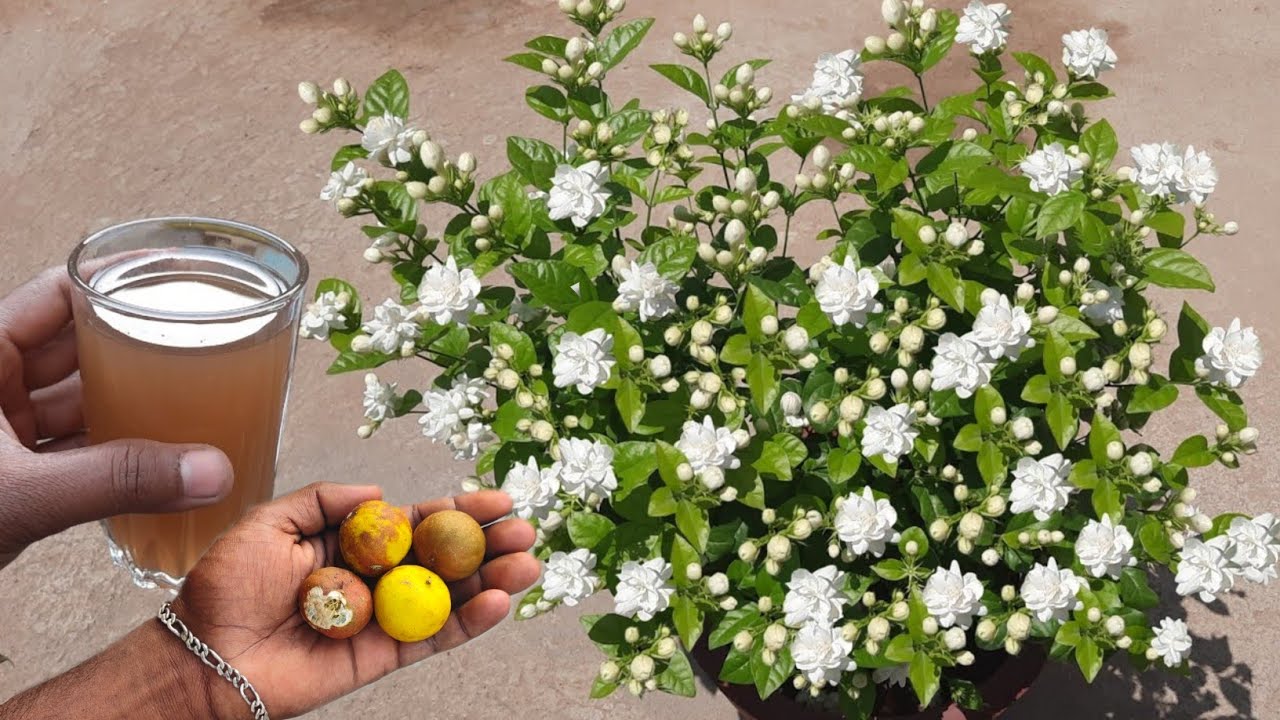 மல்லிகை செடியில் ஆயிரக்கணக்கான பூக்கள் பூக்கா இதை கொடுங்கள்-#gardening #maligaipoo#shortvideo