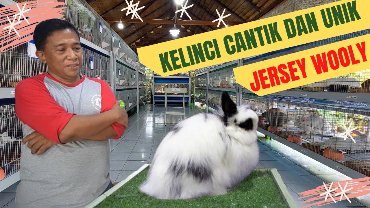 KELINCI CANTIK DAN UNIK JERSEY WOOLY