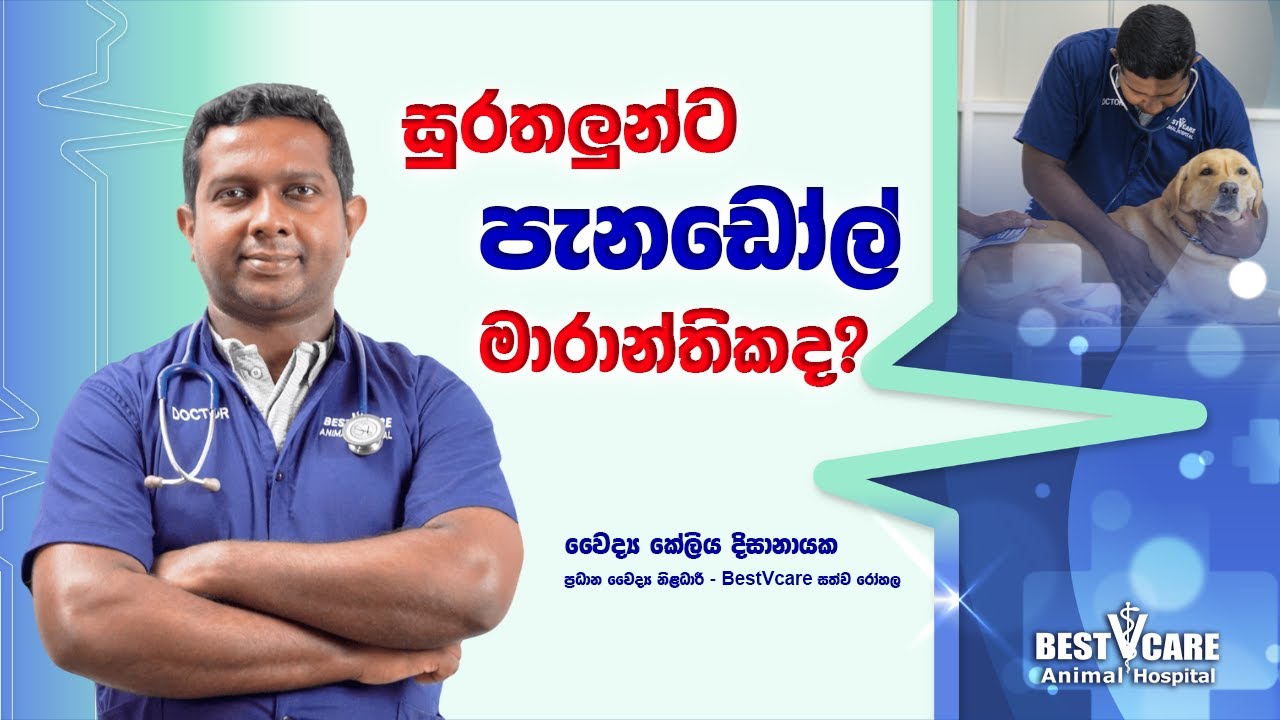 අපේ සුරතලුන්ට පැනඩෝල් දෙන්න හොඳද?🤔
