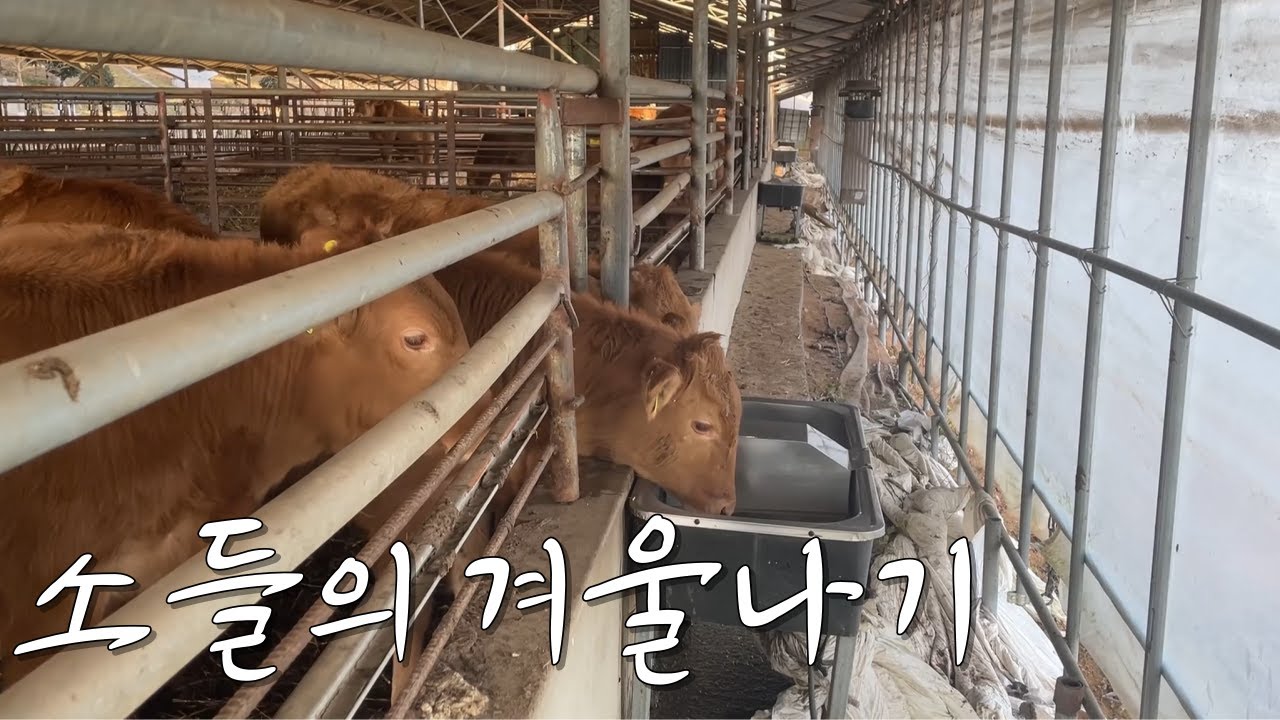 소들의 겨울나기