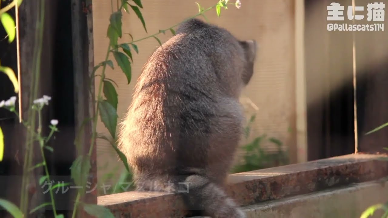 【旭山動物園】西日に照らされるグルーシャ【Pallas's cat】【manul】