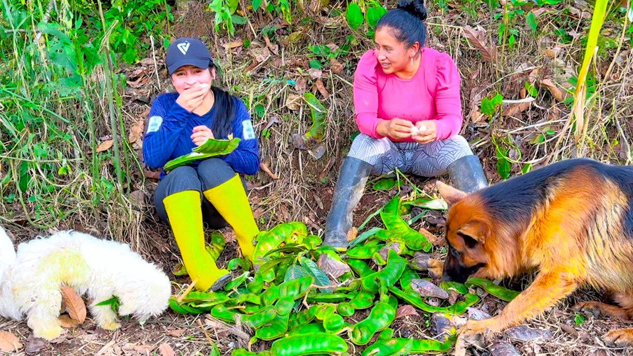Cosecha de GUABAS HOJITA en la Finca se mi Hermano | Do&ntilde;a Viky | Viky Aventura