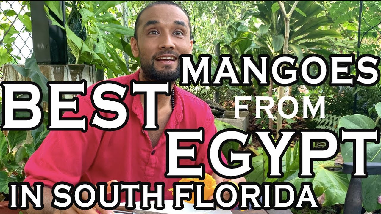 Mangoes from Around the World, Ep 1. Best Egyptian Mangoes in SoFL: TAYMOUR, EWAIS(E) & ZEBDA