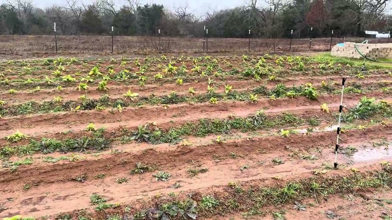 Survival Garden Before the Ice Storm Arrives