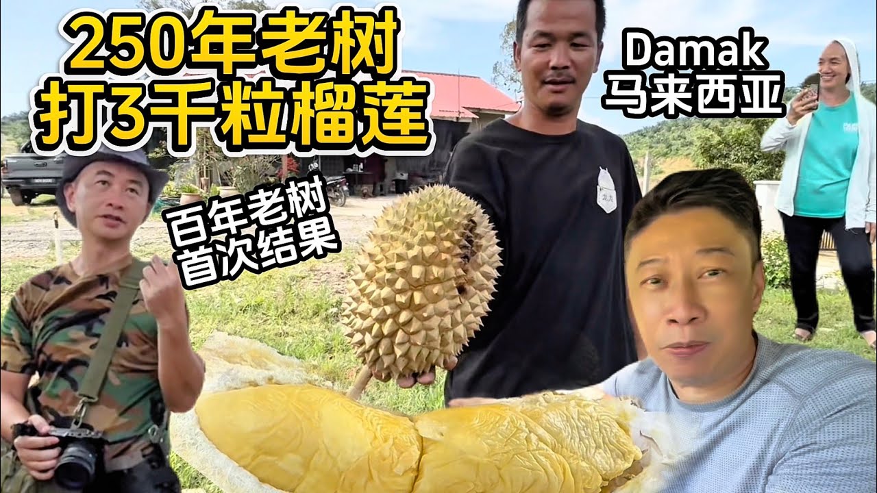 一棵是250年红花老树榴莲一个季节能够打3,000粒榴莲，另外一棵是百年老树Kampong Khawin 榴莲是第一次开花结果，果肉非常有价值但是还没有名名，两棵都是大自然野生的榴莲树。