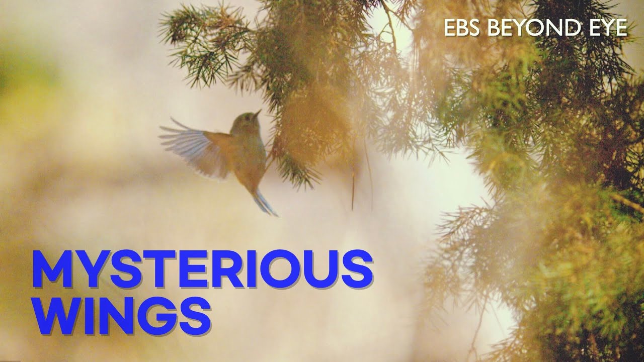 Mysterious Wings | 2023 EBS Nature Documentary | EBS Docuprime [Return]