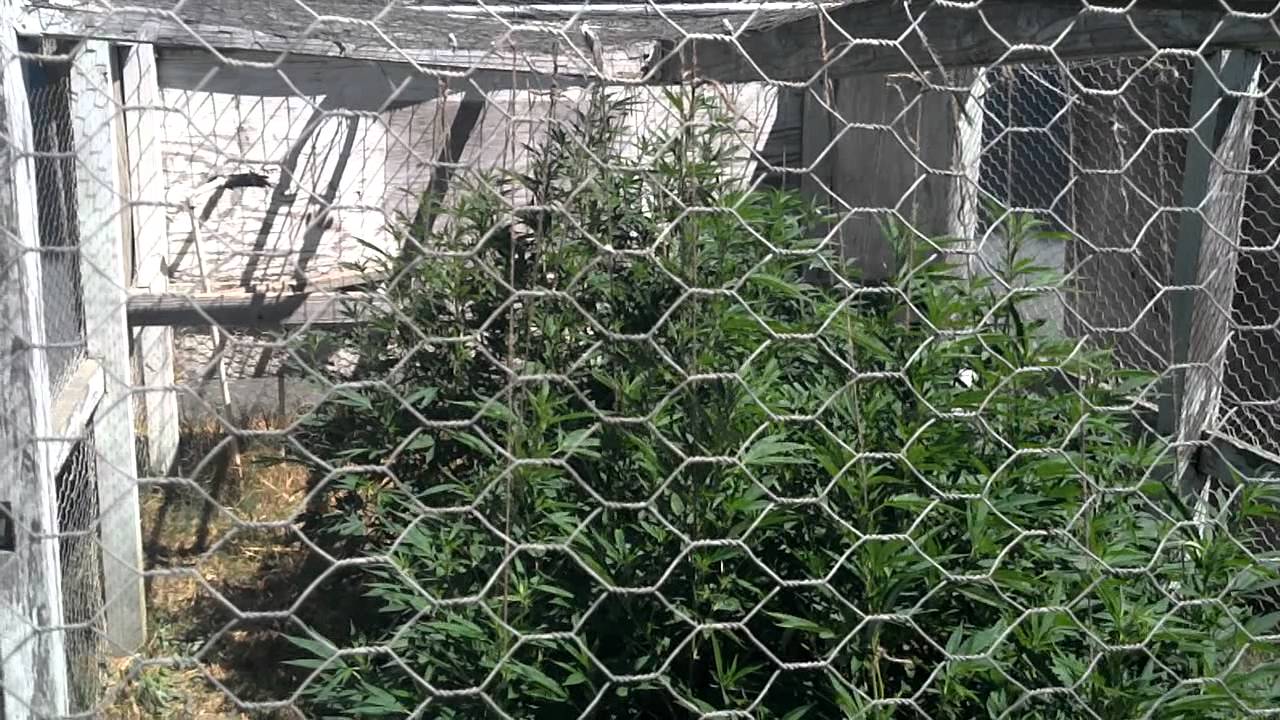 Outdoor Medical marijuana august 7th 2012