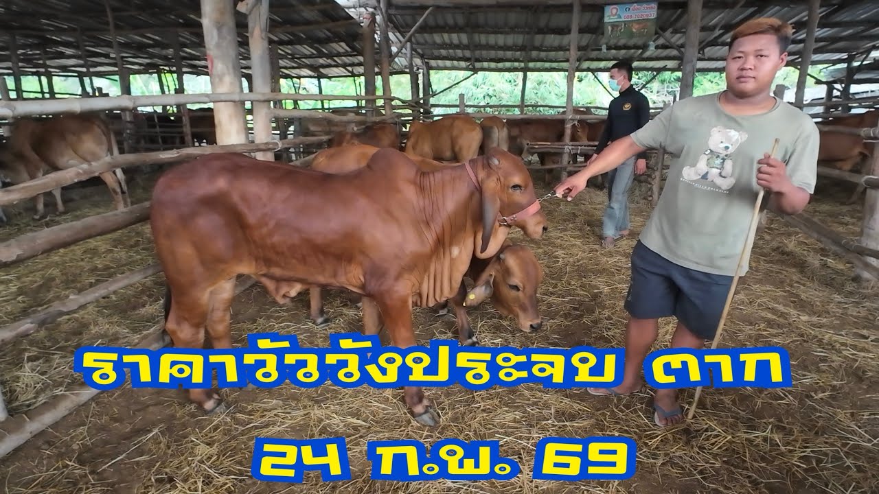 ราคาวัวตลาดนัดโคกระบือวังประจบ ตาก (24 กุมภาพันธ์ 2569)