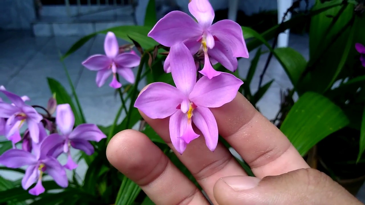 Fases do Desenvolvimento das Spathoglottis plicata e unguiculata