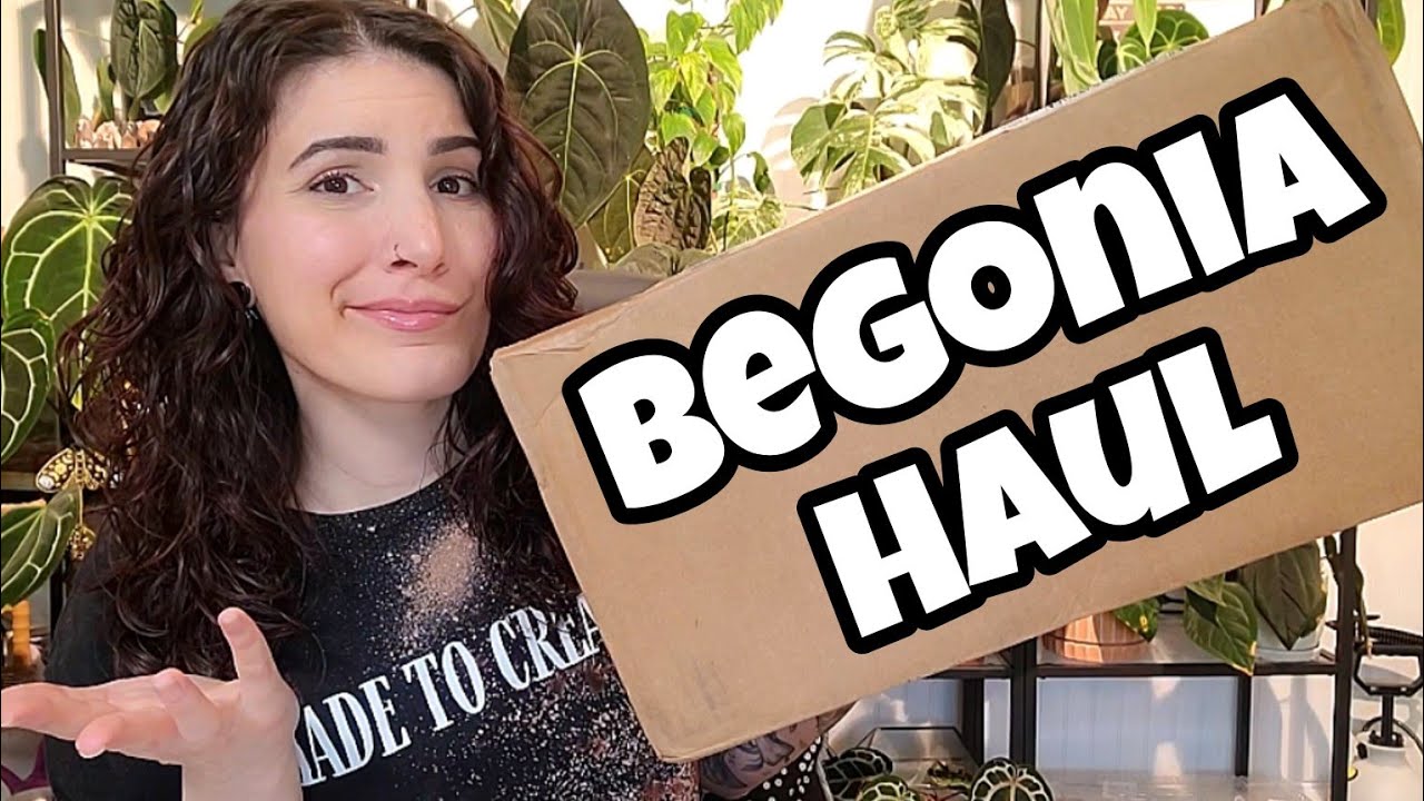 Begonia Haul from Steve's Leaves! 🌿 houseplant unboxing & review 🖤