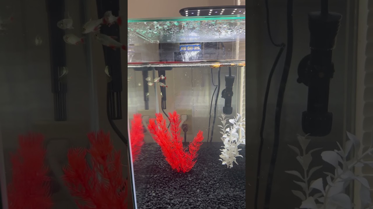 Bloodfin Tetras #fish #fishtank #fishdad