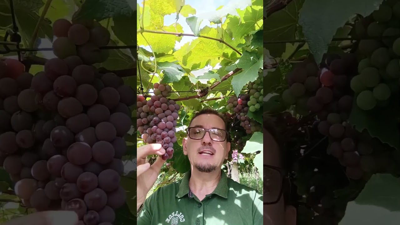 Turismo Rural em Alpestre RS !