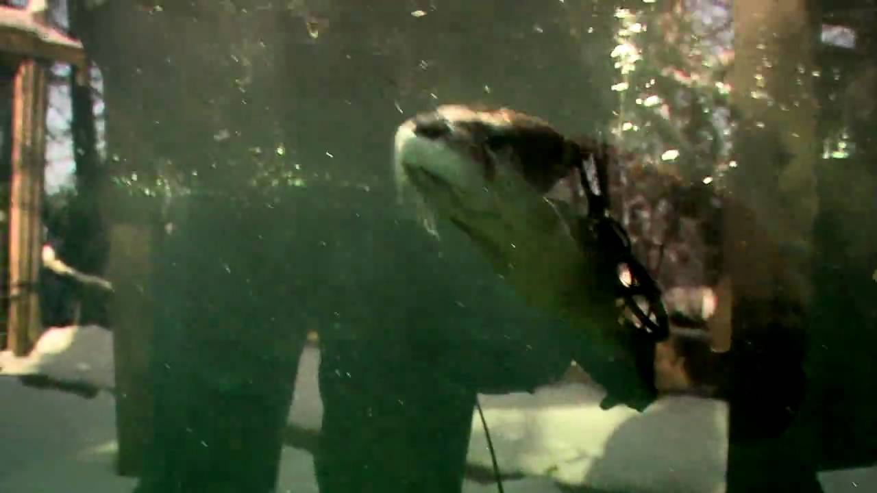 River Otters-Cincinnati Zoo
