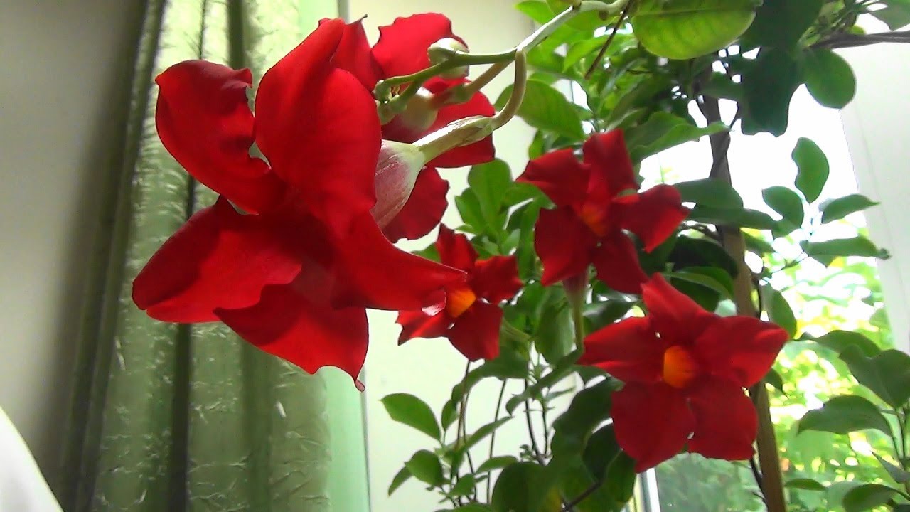 🌿 Как вырастить Красивую Дипладению 🌺