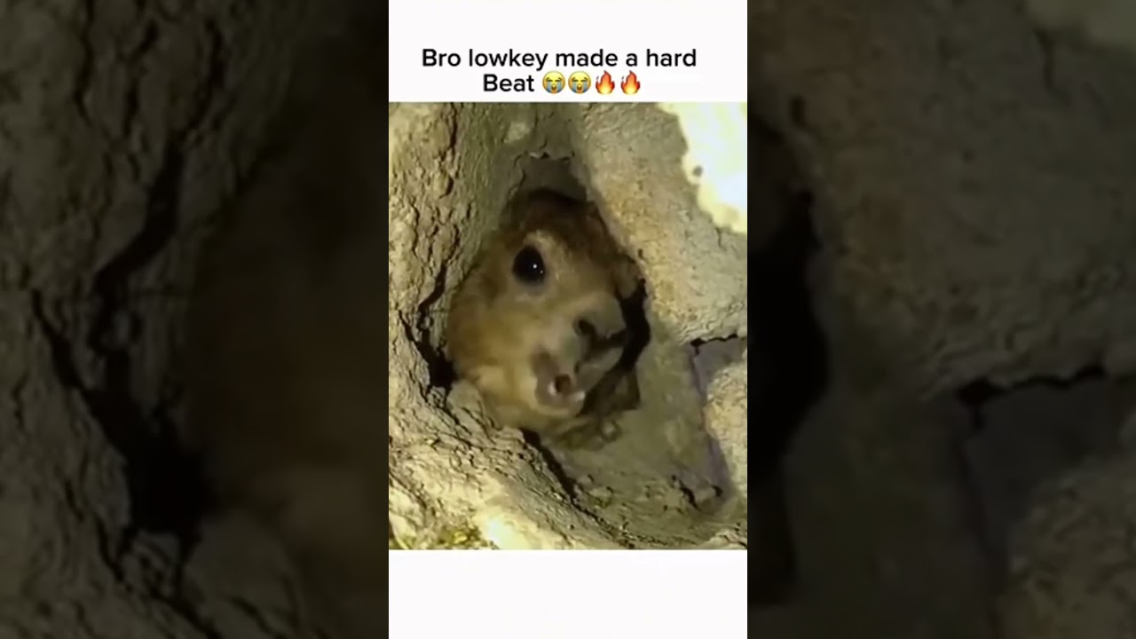 &AElig;&AElig;&AElig;!! 😂 #funny #meme #beat #beaver