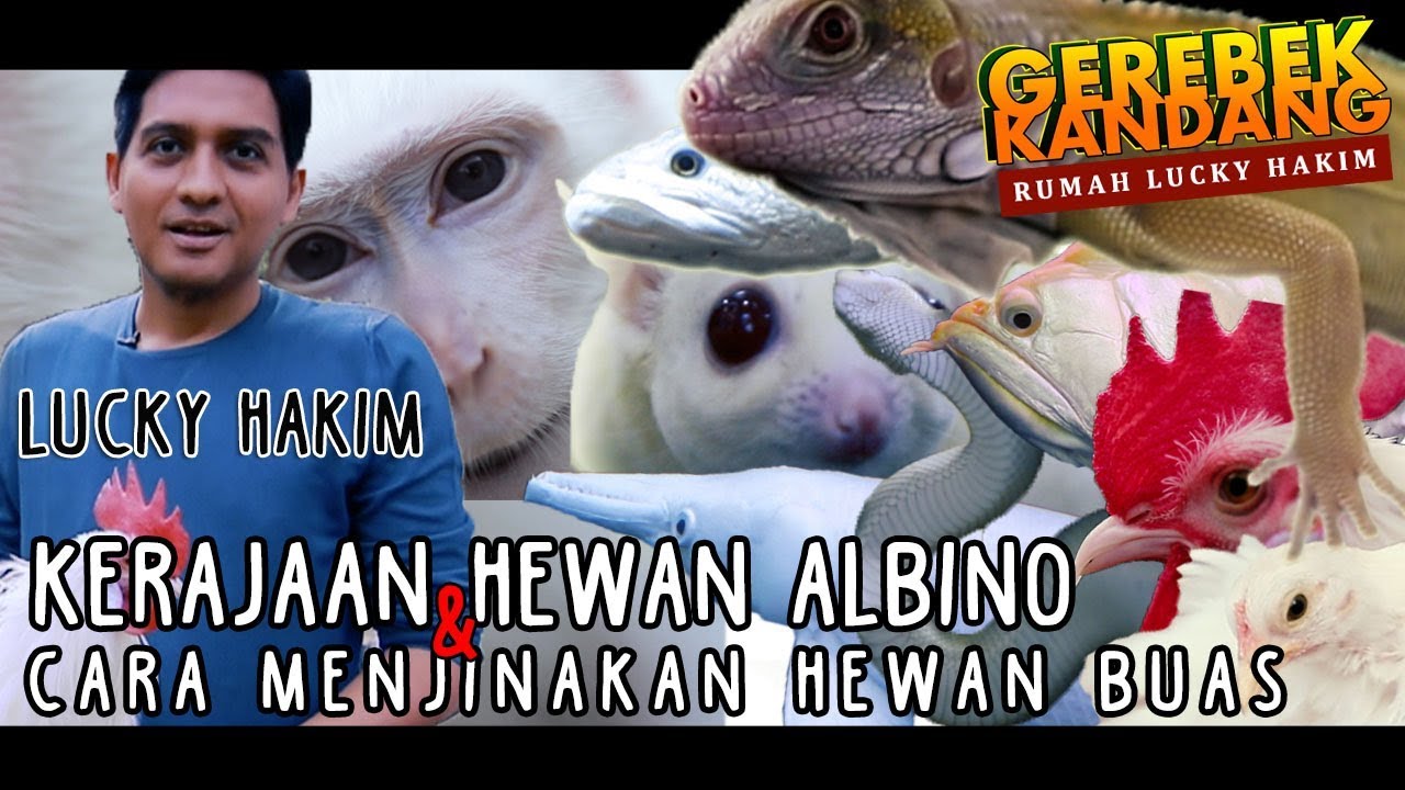 Lucky Hakim di Grebek koleksi Hewan Langkanya !
