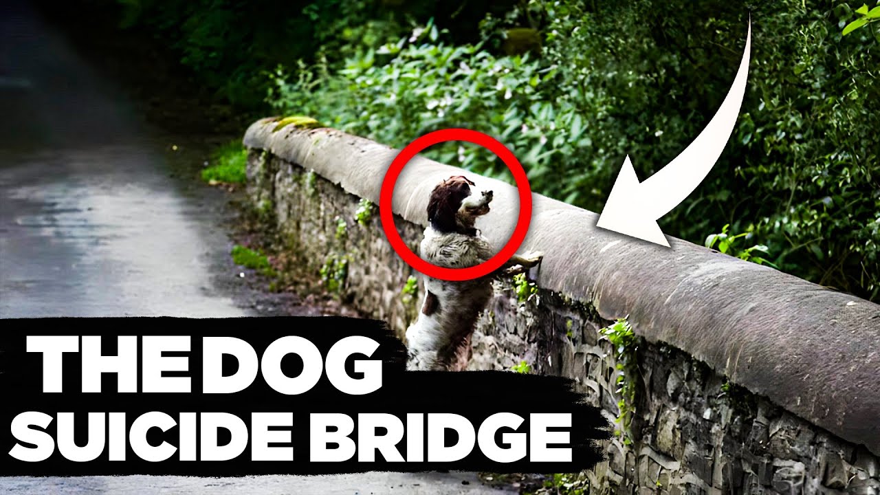 Uncovering the Truth Behind the Dog Suicide Bridge