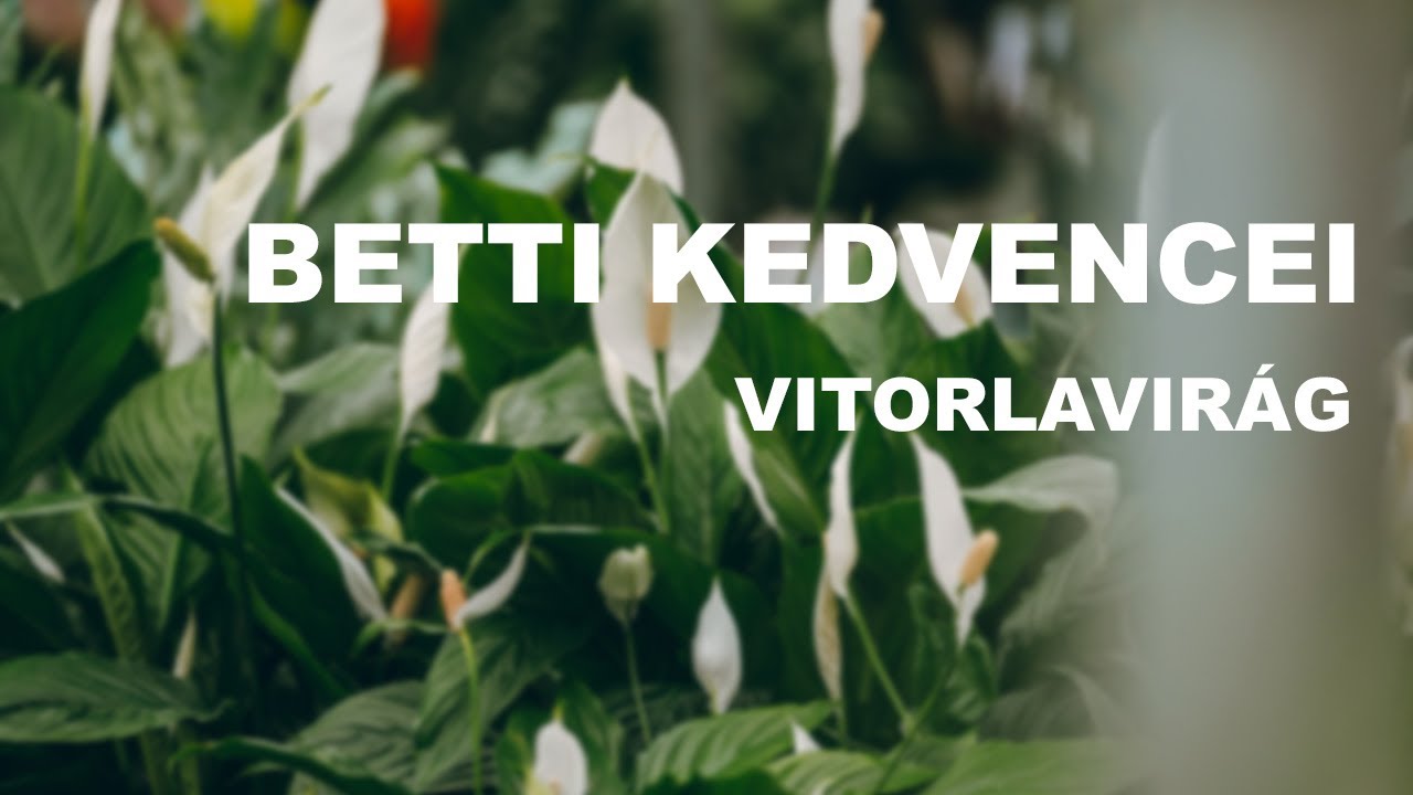 Betti kedvencei - vitorlavir&aacute;g - kert&eacute;szeti tan&aacute;csok