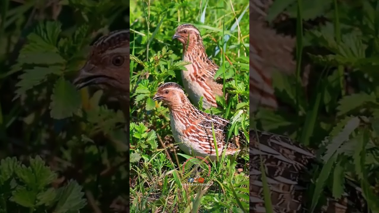 female quail sound #quail #batair #shorts