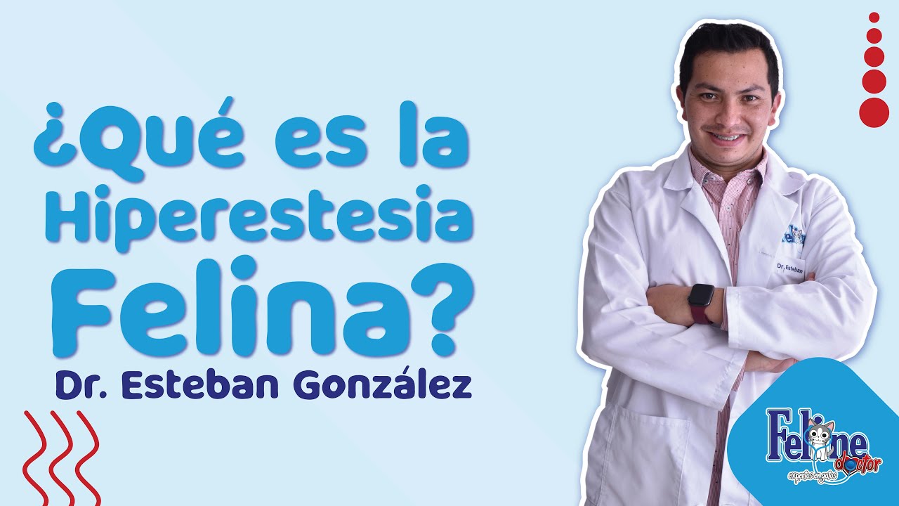 ¿Sabes qué es la Hiperestesia Felina? / Dr. Esteban González