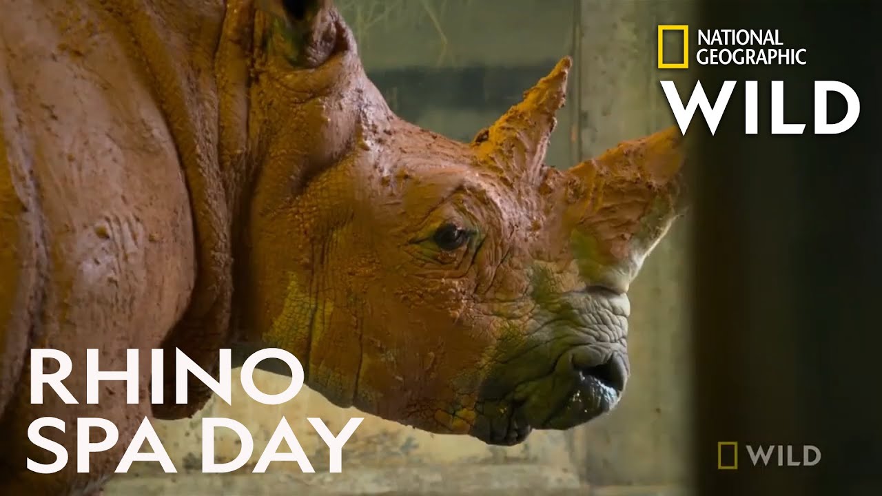 Rhino Gets a Mud Bath | Secrets of the Zoo