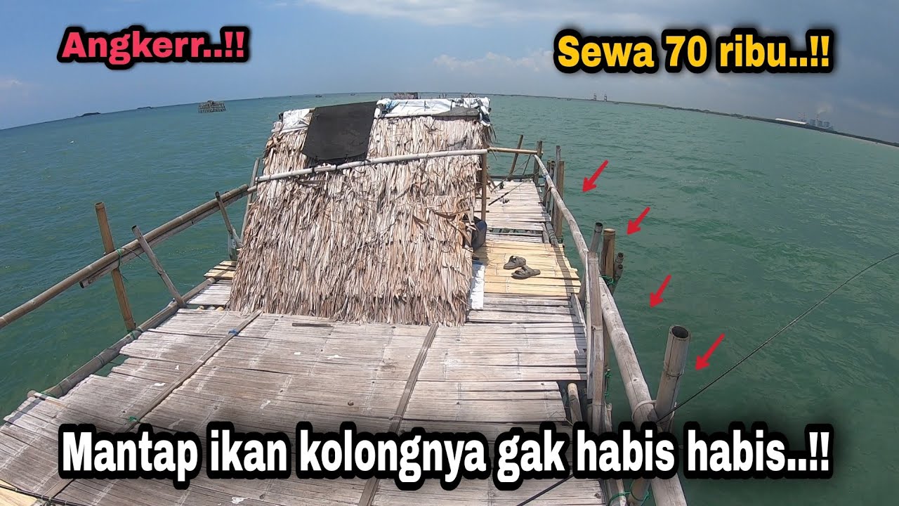 Bersertifikat.!! Tiga kali berturut turut saung ini ikan kolongnya gak habis habis || pulau cangkir