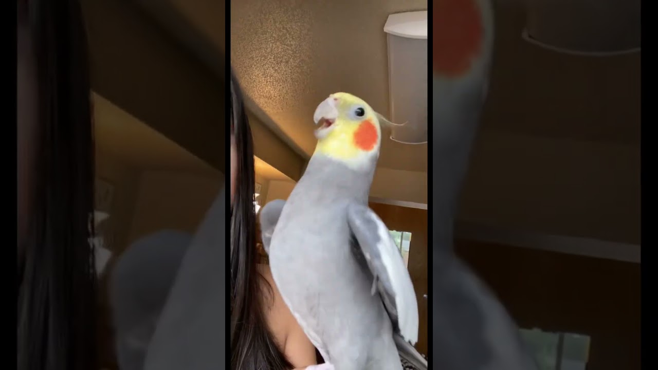 Little parrot sings after getting a kiss #parrot #bird #cute #pet #cockatiel