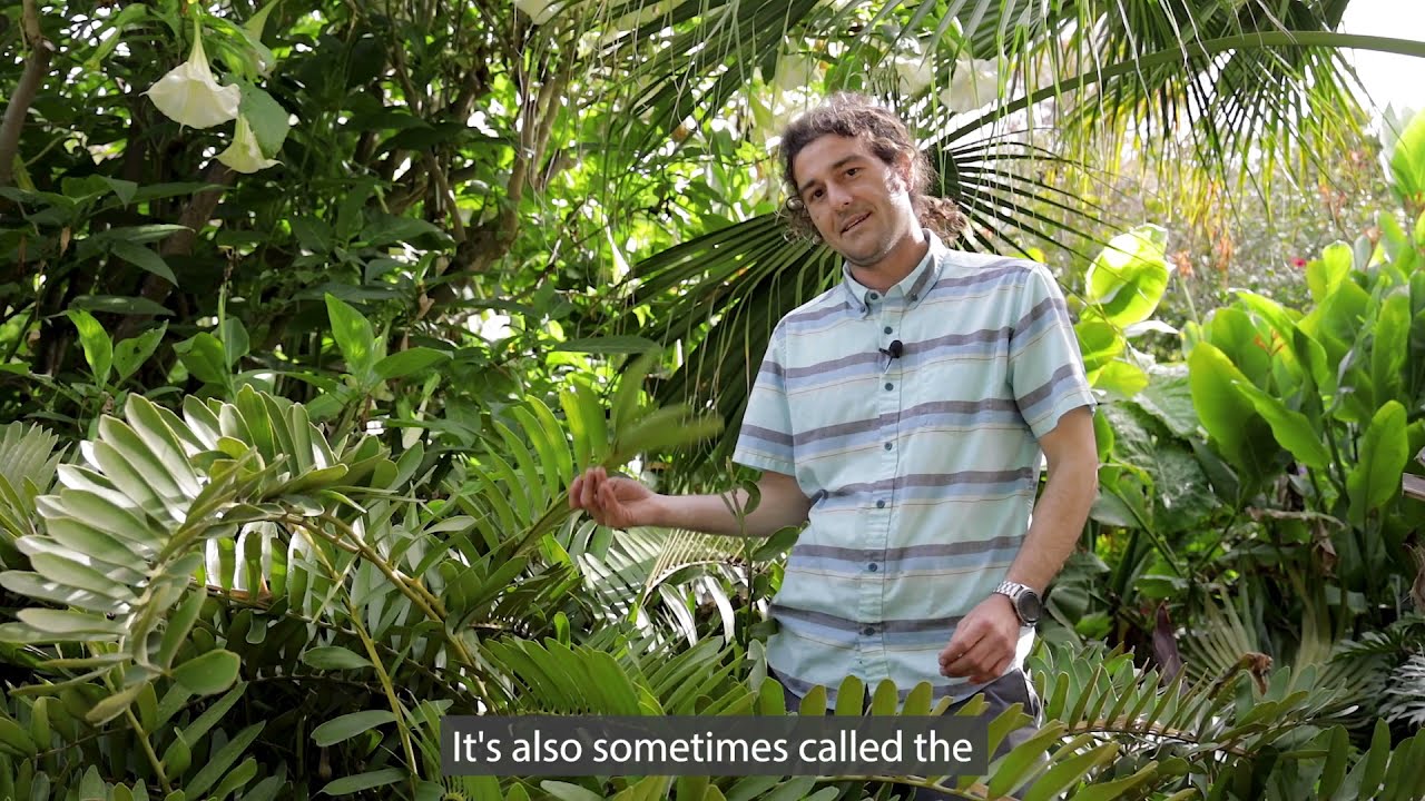 Tuesdays With Tony -  Zamia furfuracea - San Diego Botanic Garden