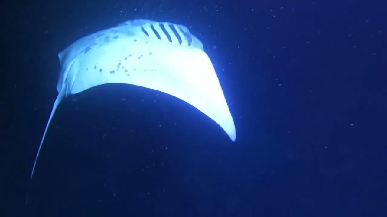 Manta Ray Night Dive , Kailua-Kona, 19 July 2022