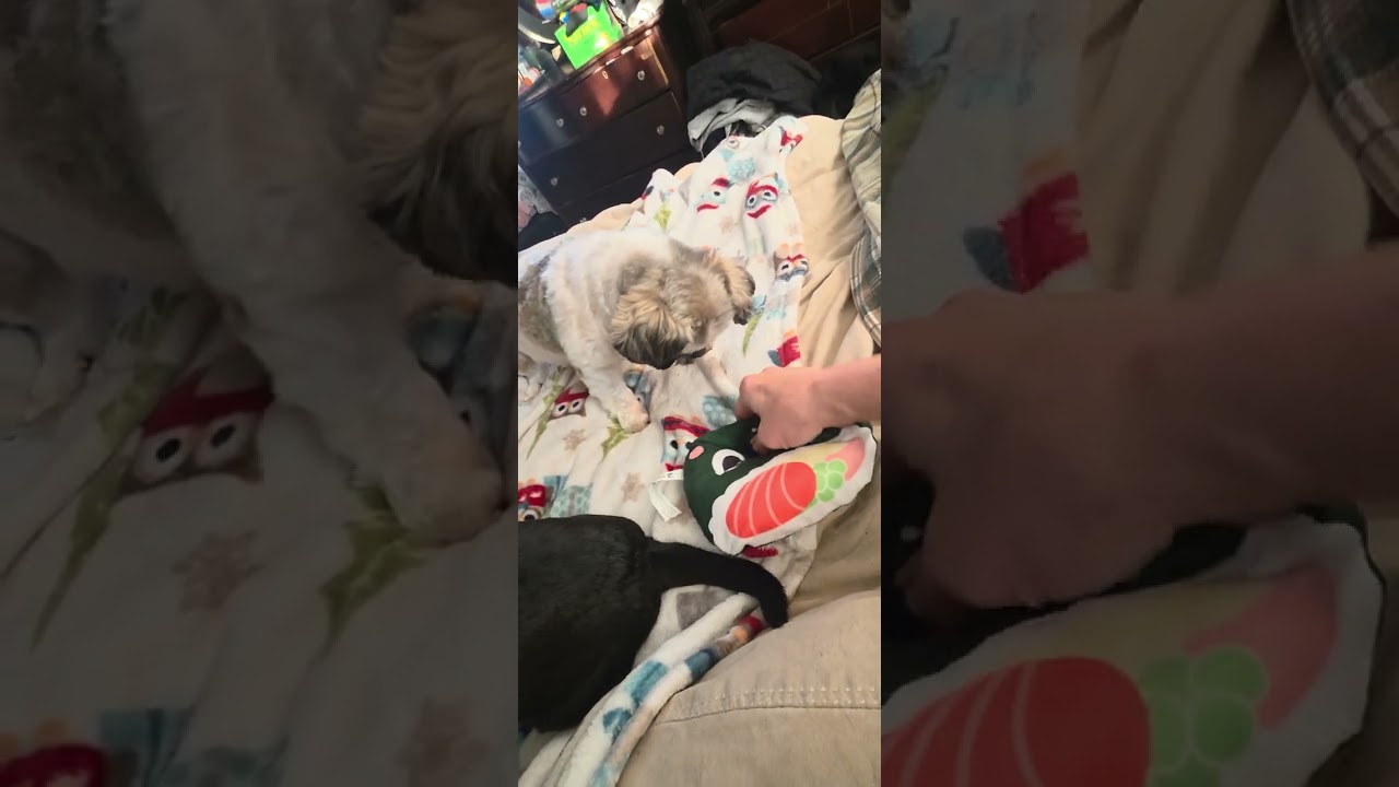 Princess and Abby playing with their new toy