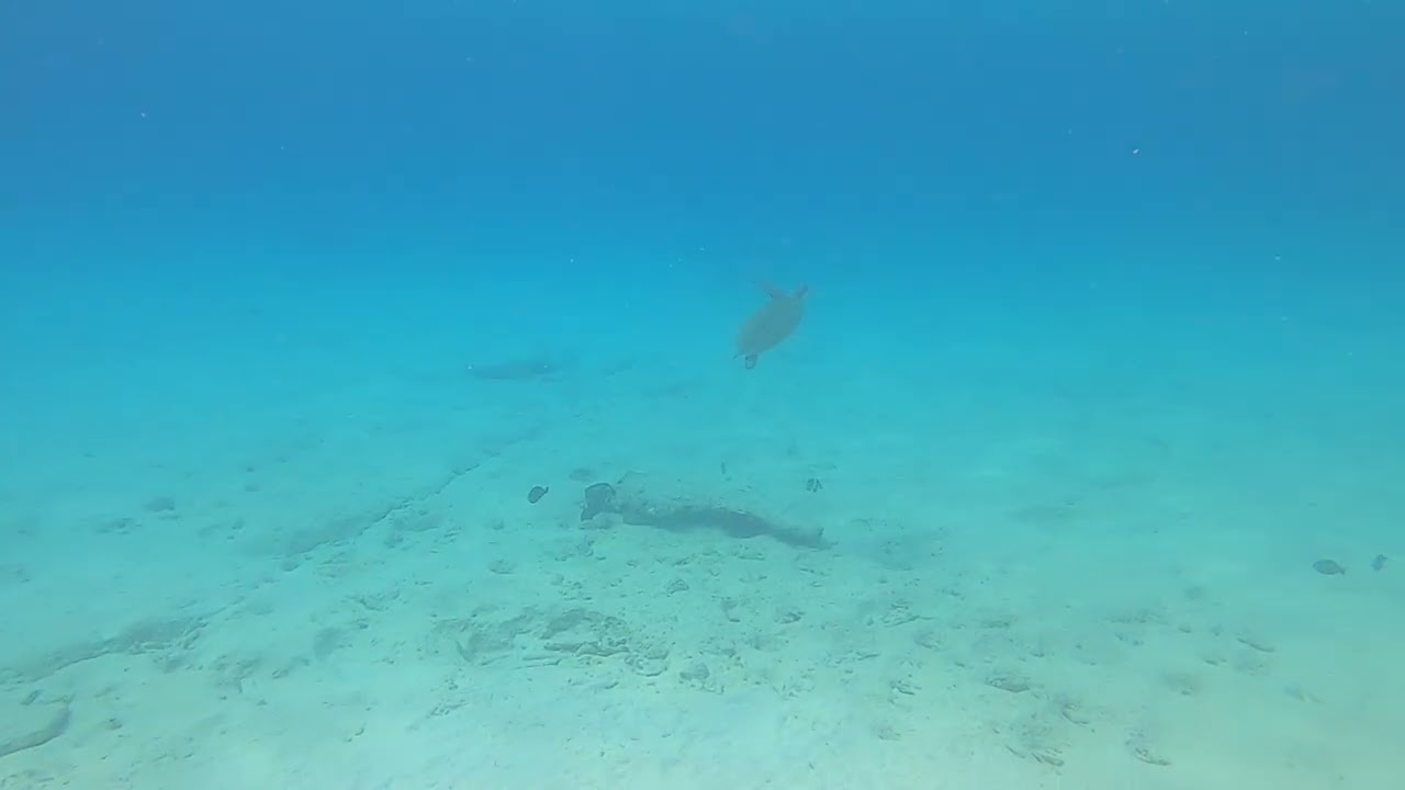 Bonaire reef dive 2026 - sea turtle
