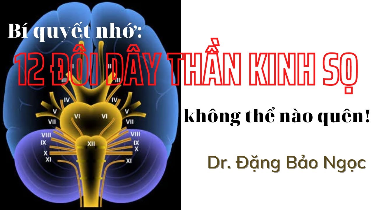 12 Đ&Ocirc;I D&Acirc;Y THẦN KINH SỌ
