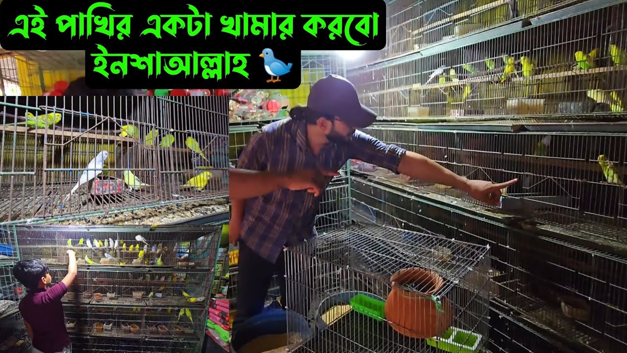 এই পাখির একটা খামার করবো ইনশাআল্লাহ,,😅🐦