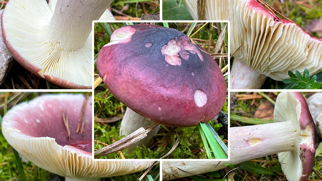 Zedernholzt&auml;ubling Verwechslung | Heimt&uuml;ckischer T&auml;ubling, Sch&auml;rfster T&auml;ubling, Russula badia