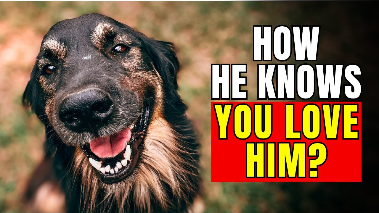 21 Ways to Show Your Dog Real Love (So They Can Understand)