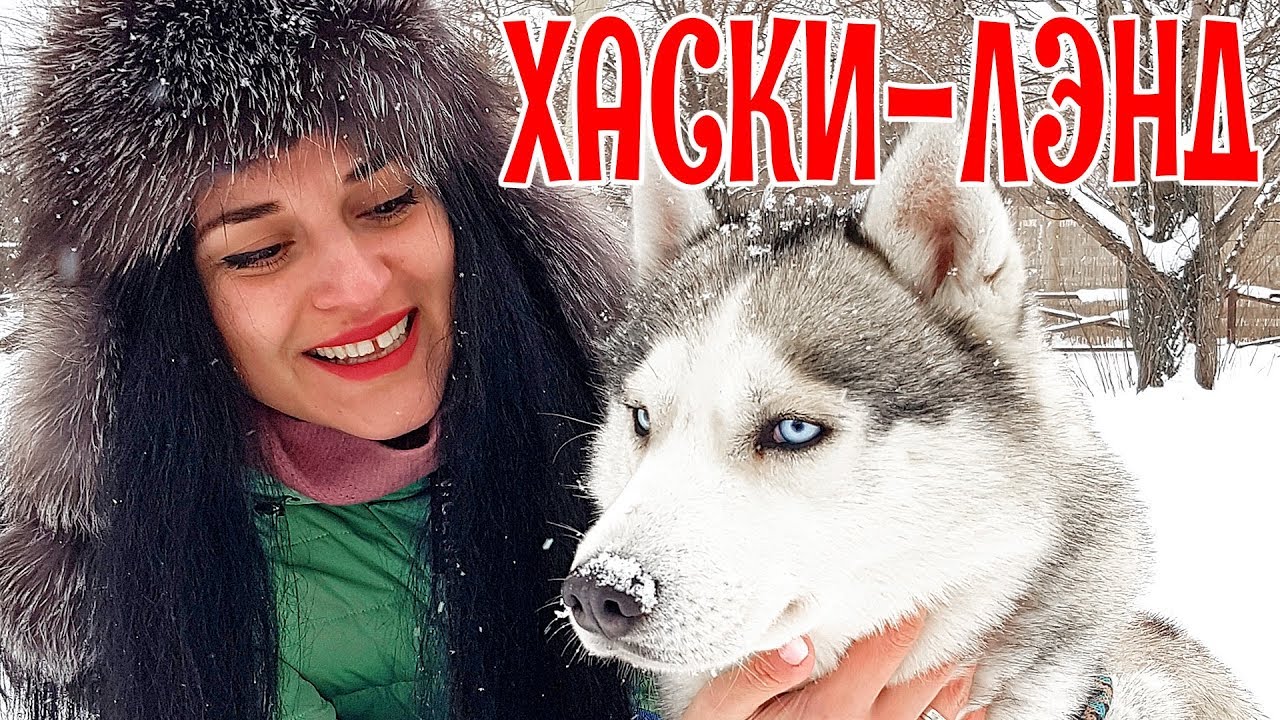 Гуляем с Хаски в Москве | 