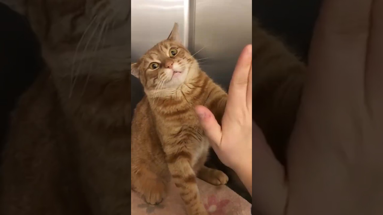 Она обожает давать &laquo;пять&raquo; 😂