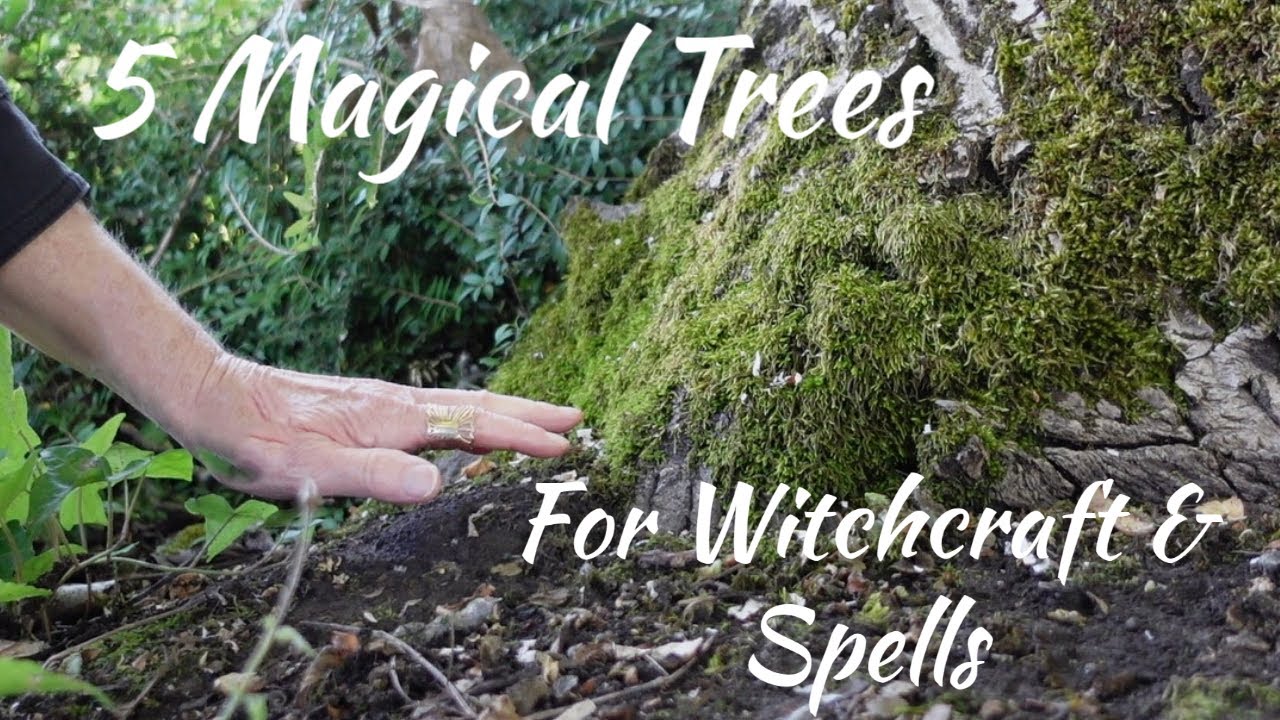 Five Magical Trees for Witchcraft & Spells