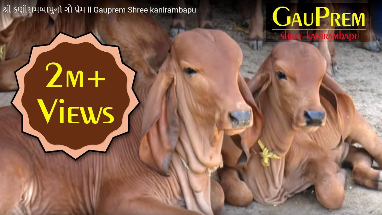 શ્રી કણીરામબાપુનો ગૌ પ્રેમ ll Gauprem Shree kanirambapu