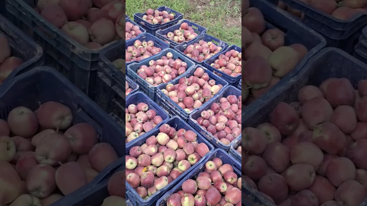 Pushpa dialogue #apple #pushparaj #maal #syndicate member #appletree
