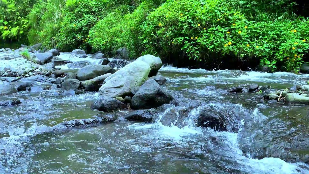 Peaceful River Stream Sounds for Study, Focus & Nature Ambience
