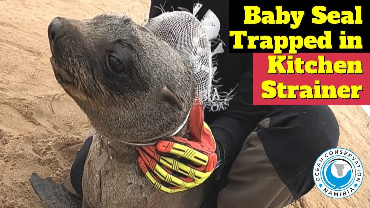 Baby Seal Trapped in Kitchen Strainer!