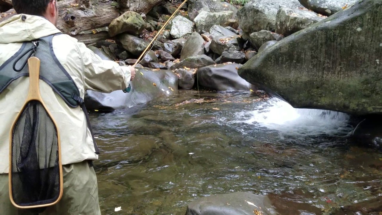 GSMNP backcountry rainbow in the fly.