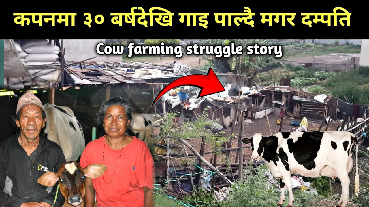 कपनमा ३० बर्षादेखी गाइ पालन गर्दै मगर दम्पती - Cow farming in Nepal - Man Bahadur Magar - Purkhauli