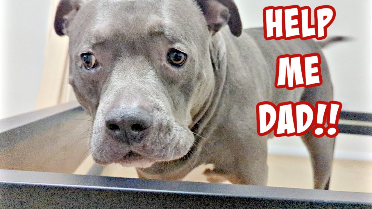 Talking Pitbull Gets Stuck In Bed Frame! His Reaction Is Hilarious!!