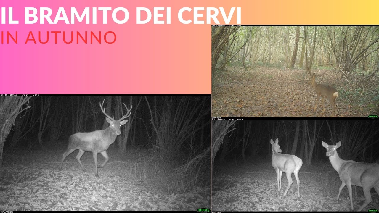 L'autunno nel bosco e il bramito dei cervi