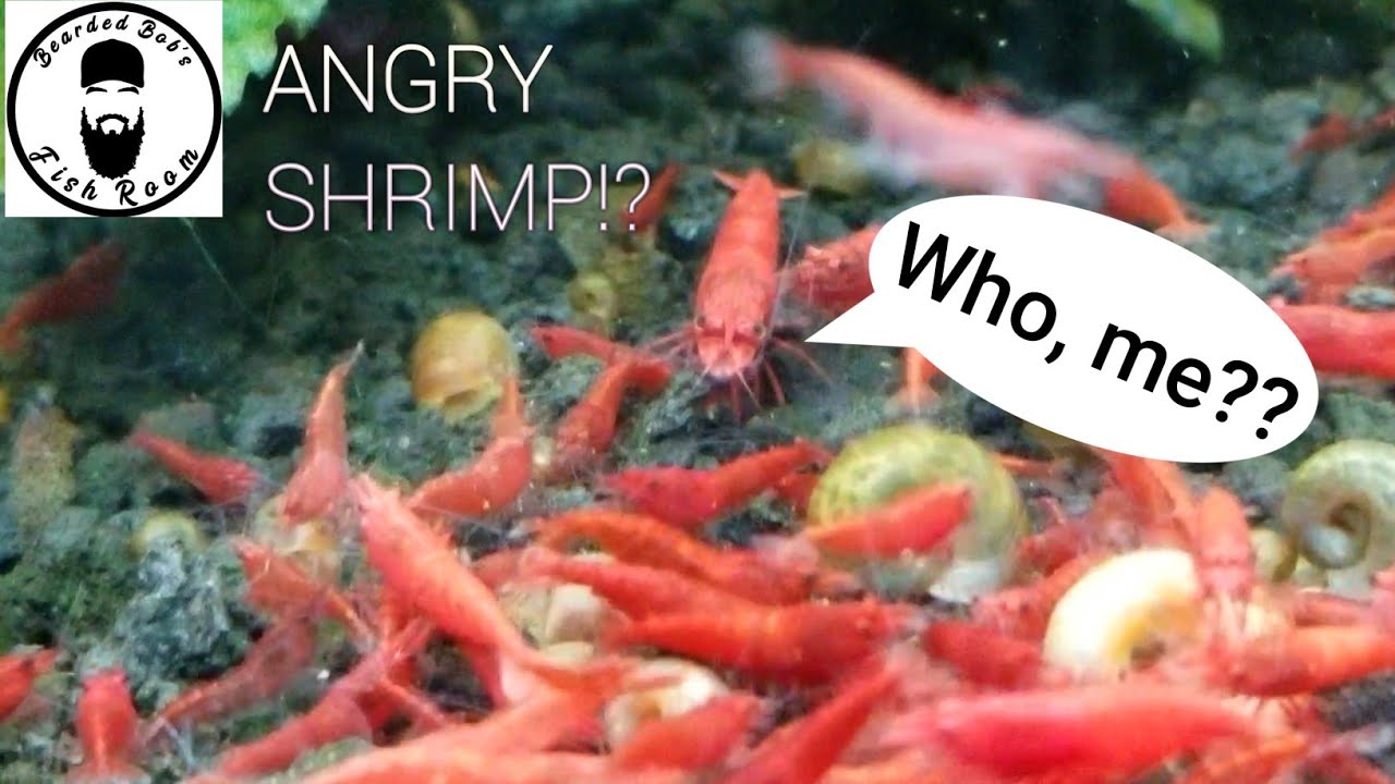 ◇ANGRY◇ 10 Gallon Red Cherry Shrimp Tank!