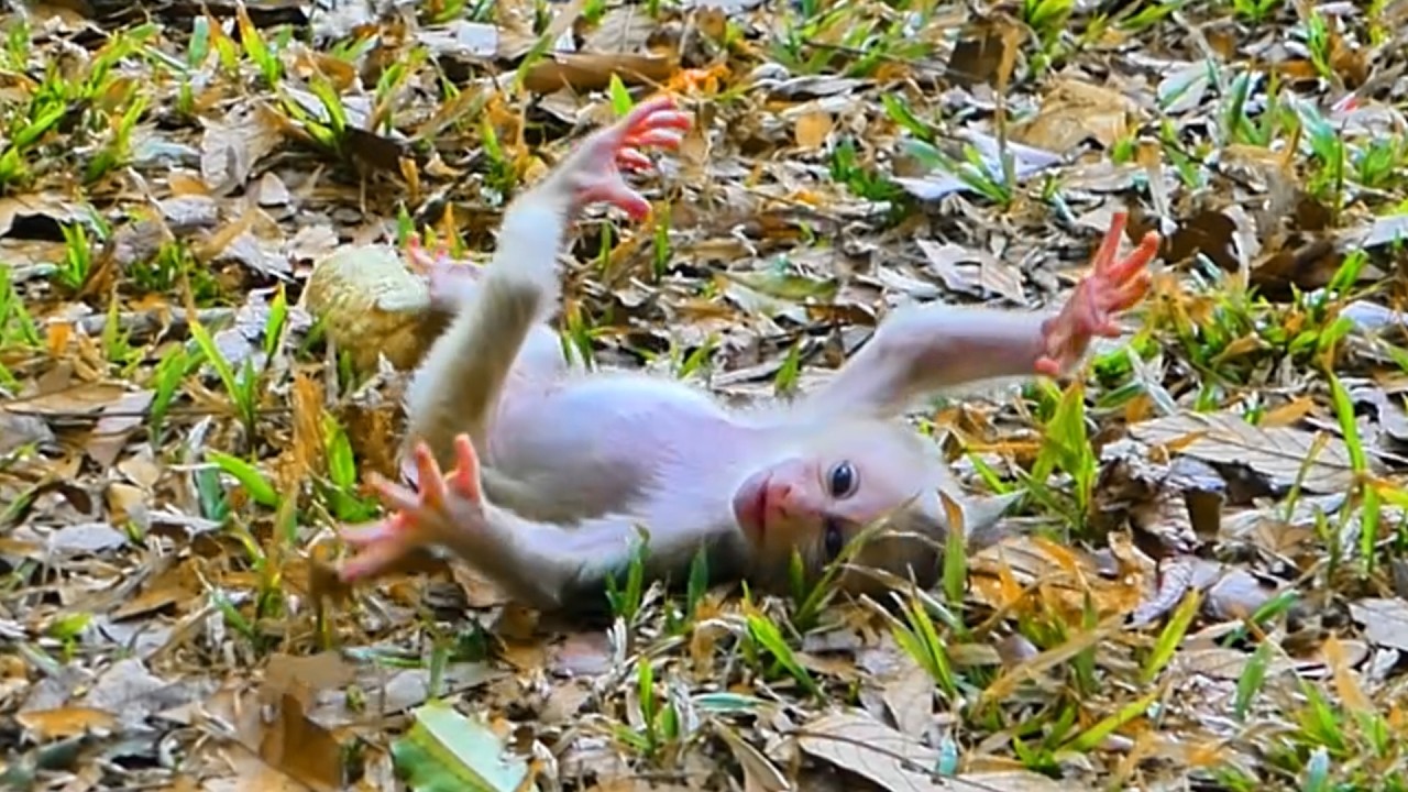 Baby Monkey Levy So Tired He Sleeps on the Land After Mom Libby Leaves 🐒💤