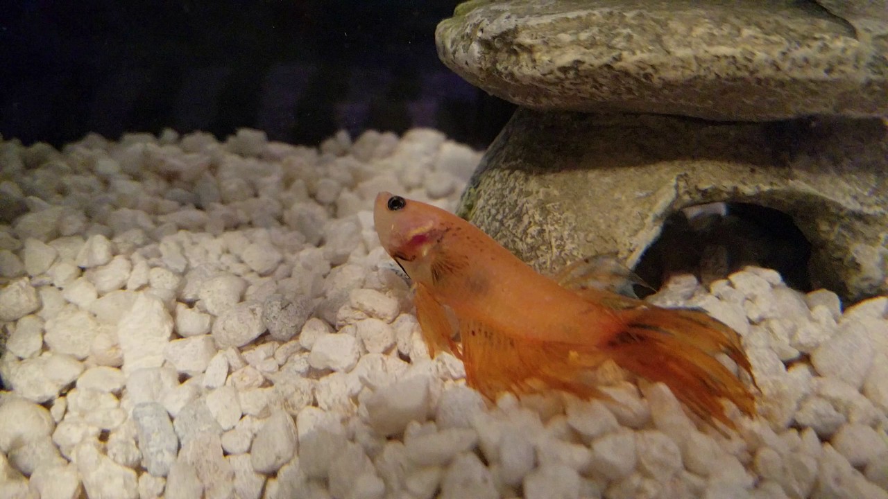 Betta breathing heavy