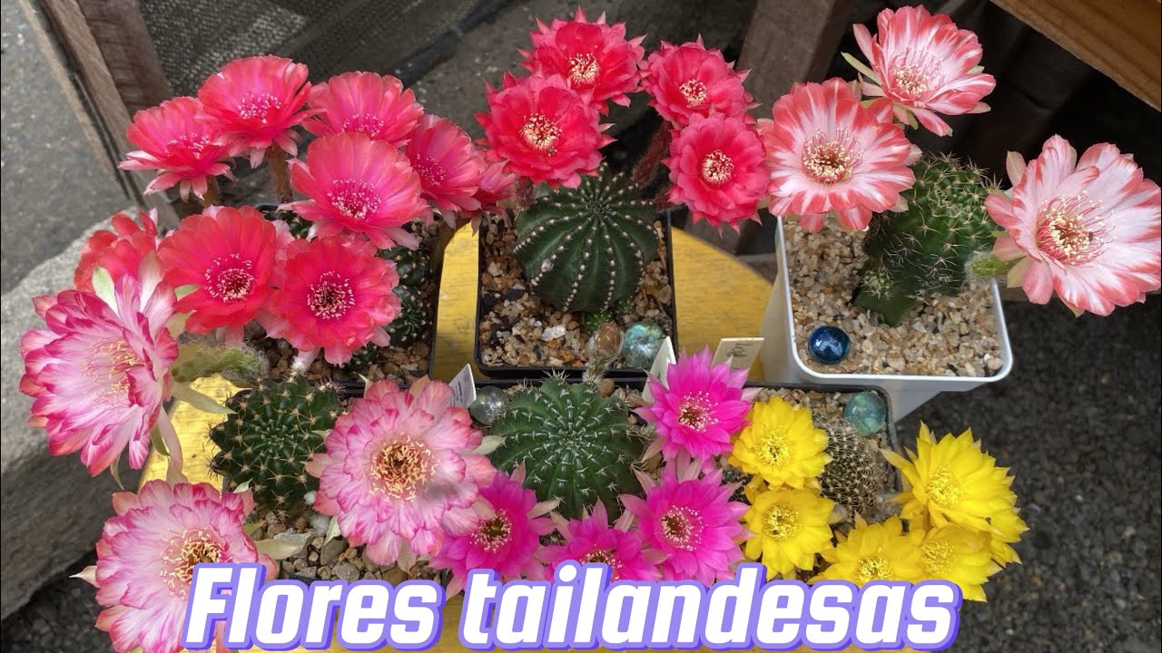 Flores das minhas lobivias tailandesas♥️#CACTOS#FLORES